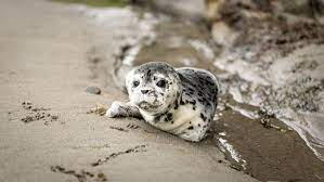 Спасенных детенышей тюленей выпустили в Каспийское море