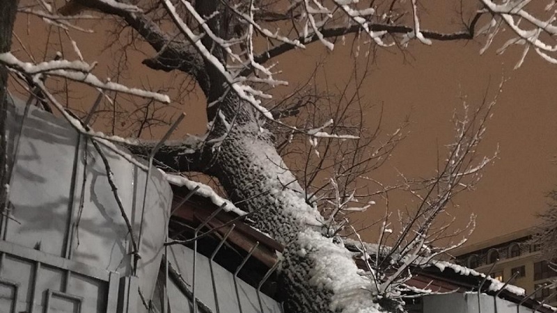 В Алматы здание центра психического здоровья повредило упавшее дерево  