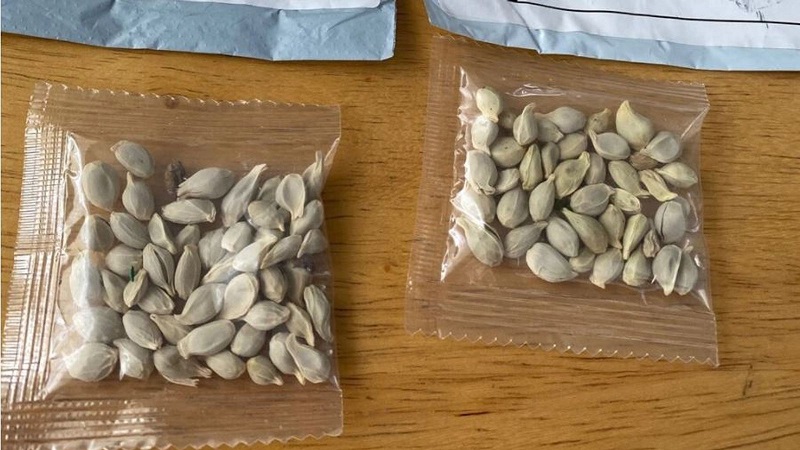 Amazon запретила продажу иностранных семян в США  