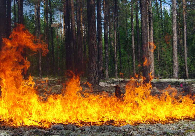В Казахстане возникла высокая пожарная опасность   