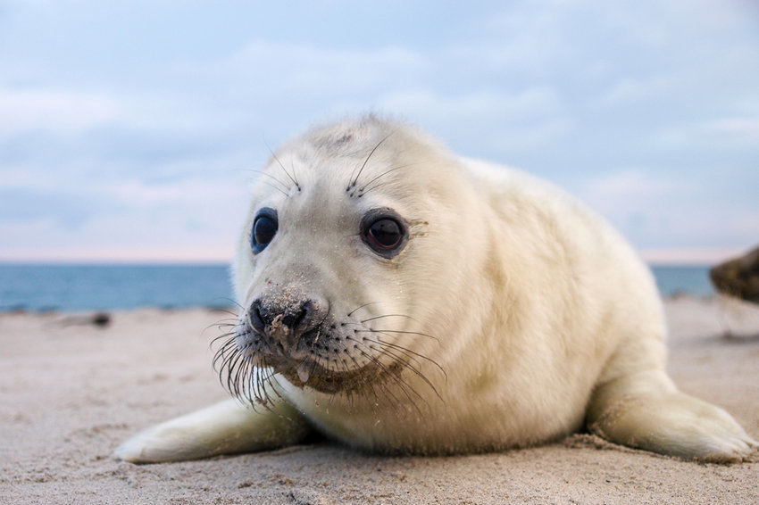 Каспийский тюлень в РК внесен в перечень находящихся под угрозой исчезновения