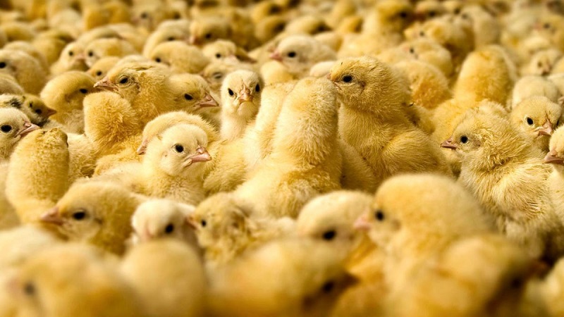 Птичий грипп в Казахстане: что надо знать о заболевании?  