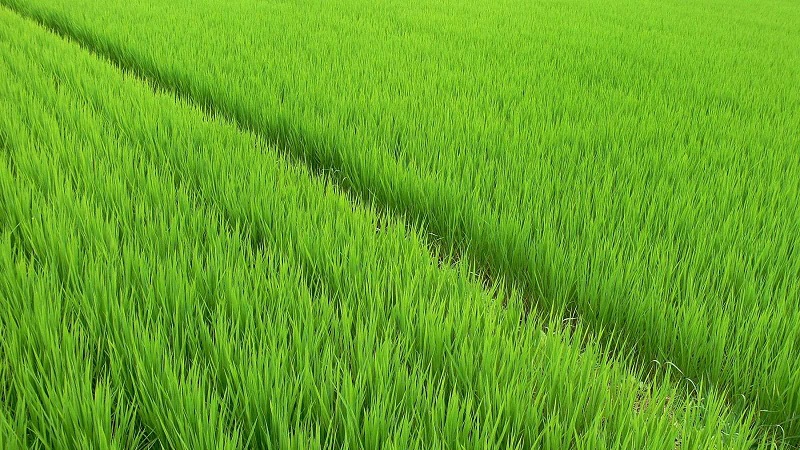 Кызылординская область увеличила площадь сева риса на 6,3%  