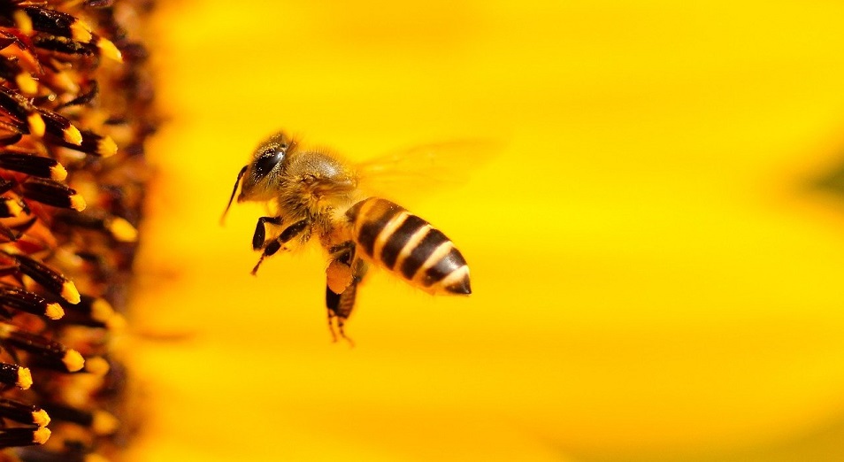 Пчеловоды ВКО наладили экспорт меда через интернет-магазин Аlibaba