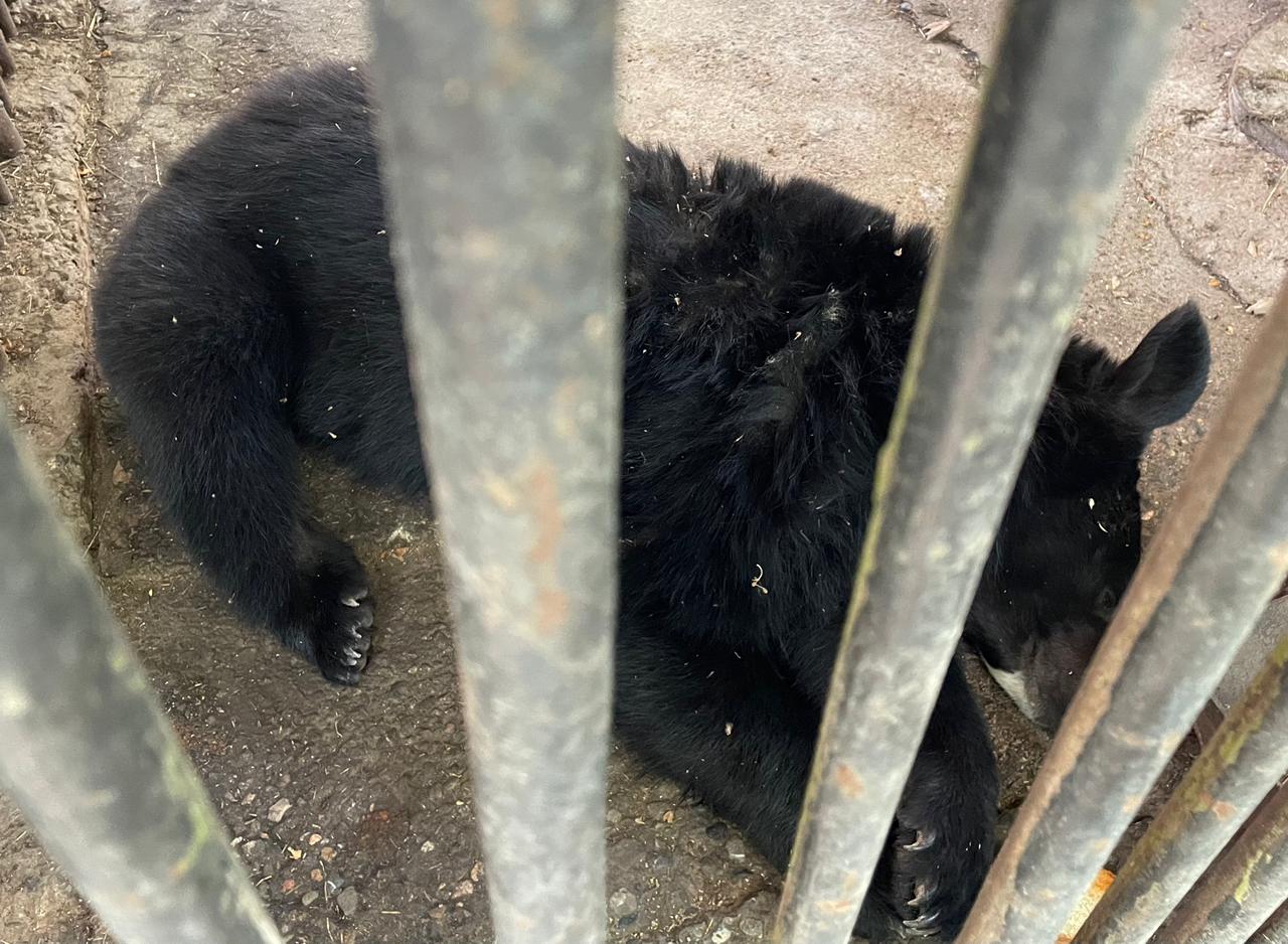 В Шымкенте эвакуировали посетителей зоопарка  