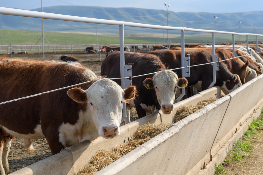 В Алматинской области планируют запустить откормплощадки на 5700 голов скота  