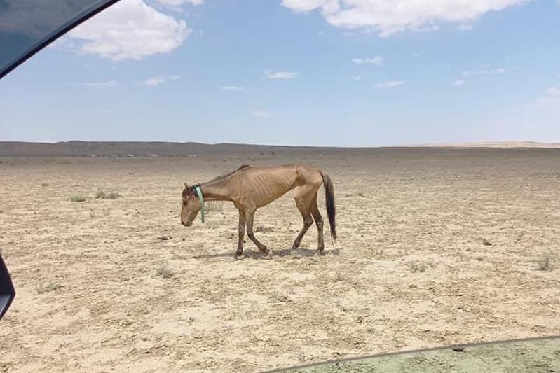Эколог: Засуха в Мангистауской области ждет и южные регионы Казахстана  