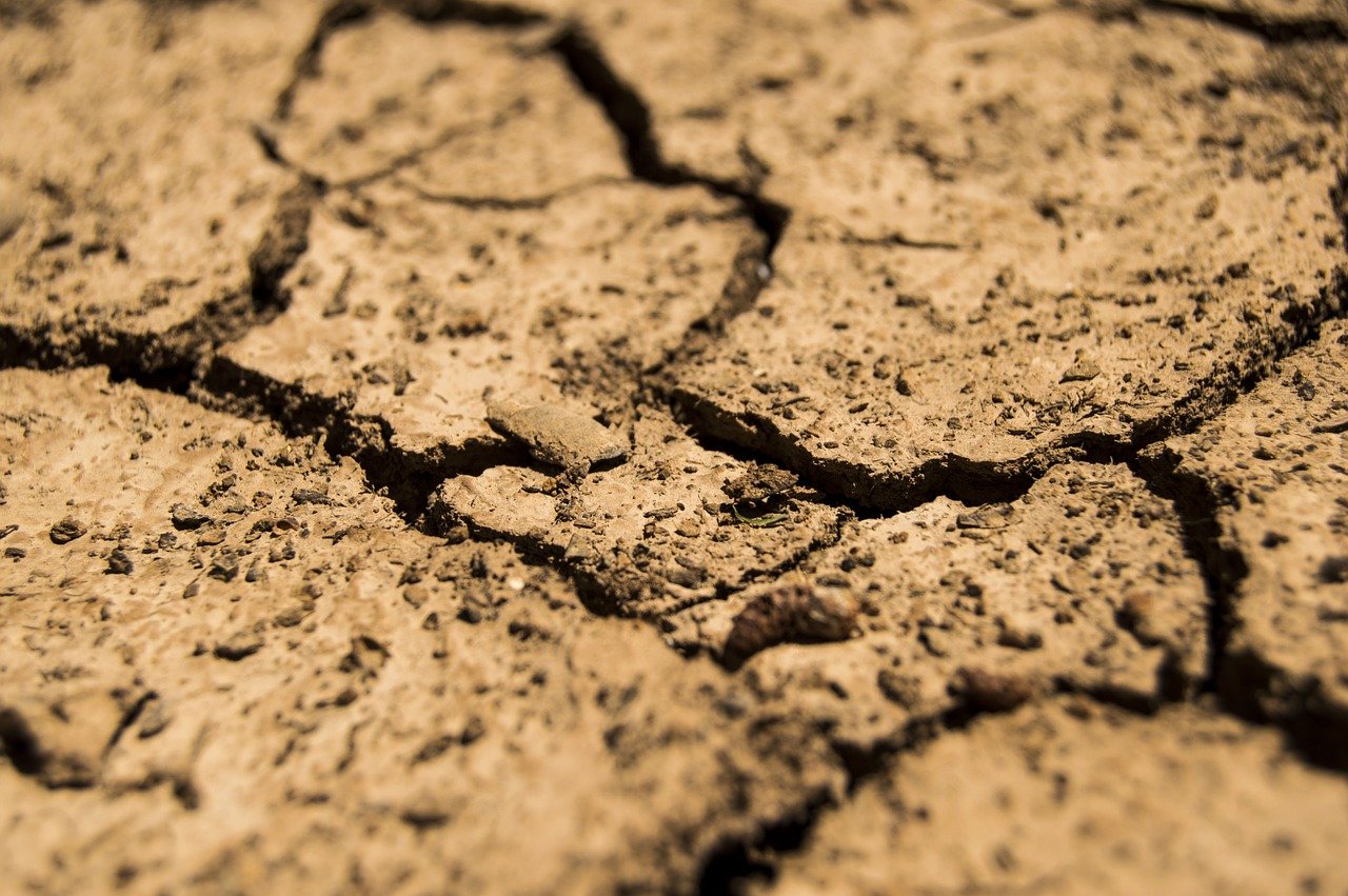 «Интервью»: засуха и падеж скота: кто виноват и что делать? 