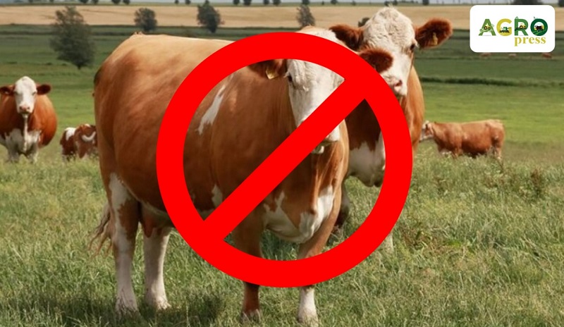 Минсельхоз РК закрыл экспорт живого скота  