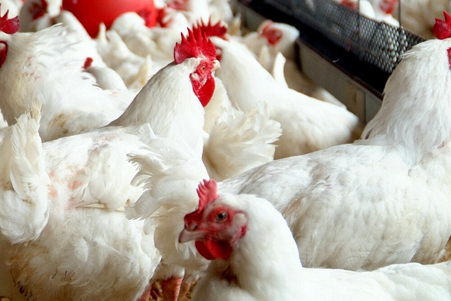 Аркалыкская птицефабрика начала получать компенсацию за павшее от птичьего гриппа поголовье