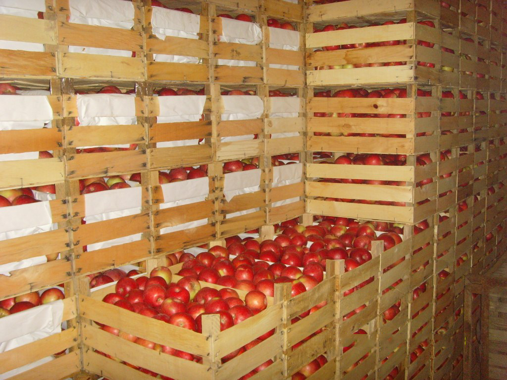 Казахстан по экспорту яблок в мире занимает 76-е место 