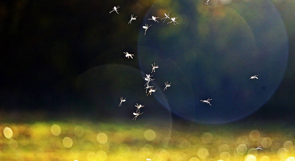 Восточноказахстанцы страдают от нашествия комаров 