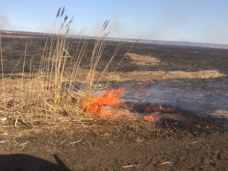 Десять природных пожаров ликвидированы за сутки в ВКО и Карагандинской области  