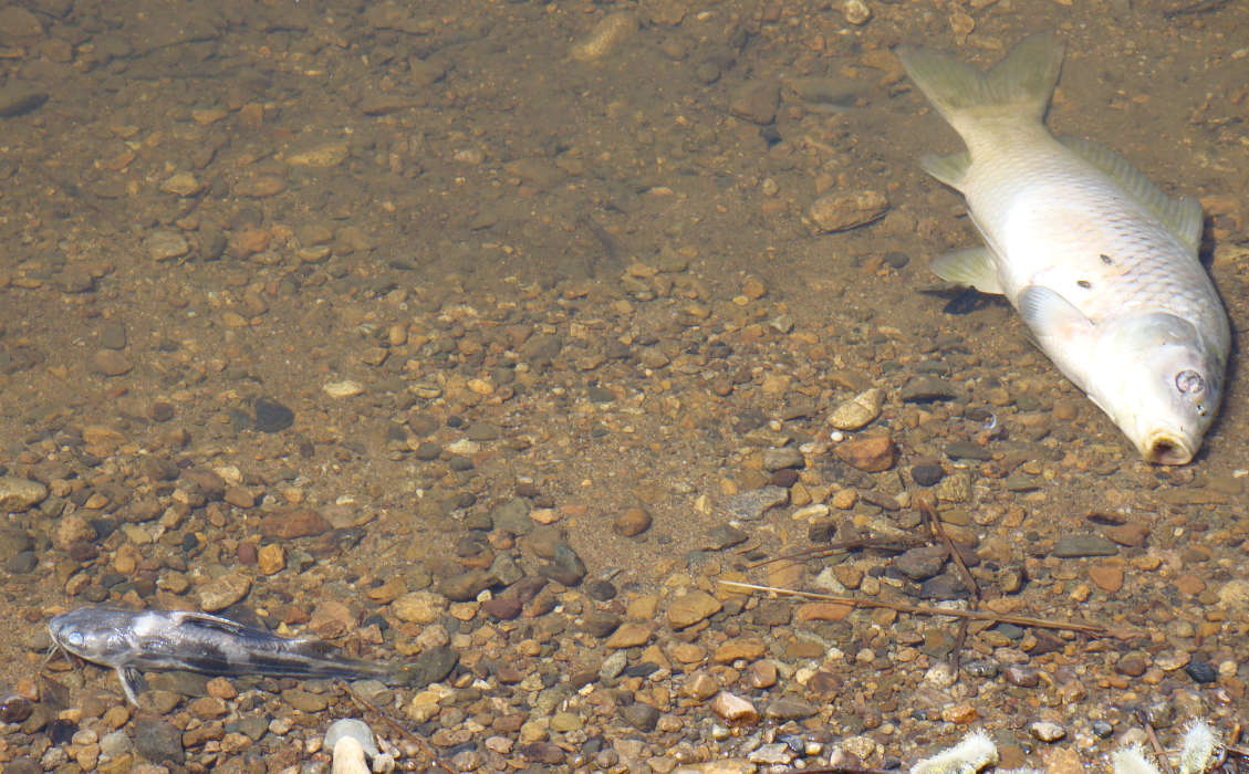 На реке Кошкарата в Шымкенте всплыла мертвая рыба 
