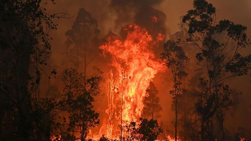 Лесные пожары в Австралии затронули две трети жителей страны   