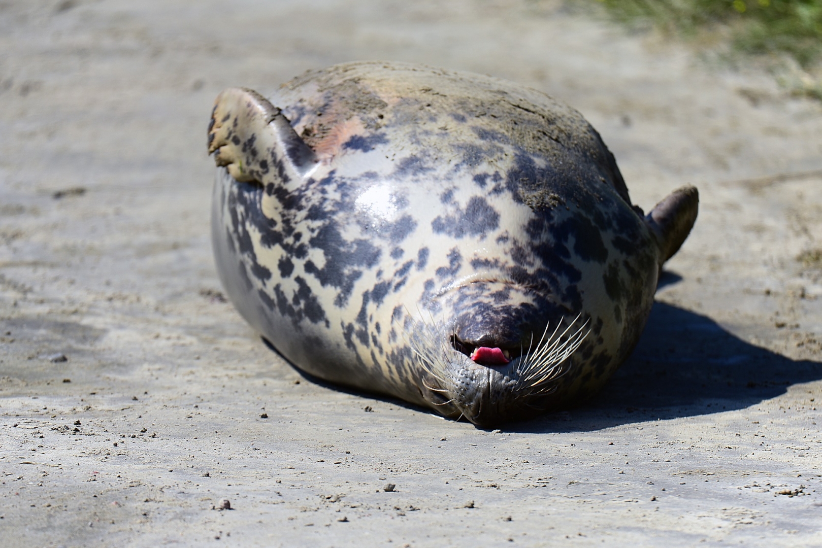 Названа предварительная причина гибели тюленей в Дагестане  