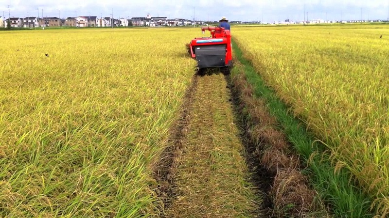 Рисоводы Кызылординской области собрали рекордный урожай   