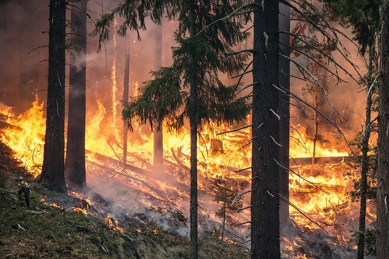 Лесные пожары в Казахстане: ущерб превысил 220 млн тенге  