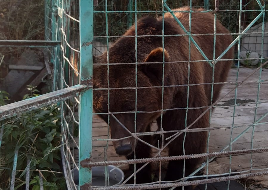 Решена судьба медведицы, укусившей ребенка в Костанайской  области