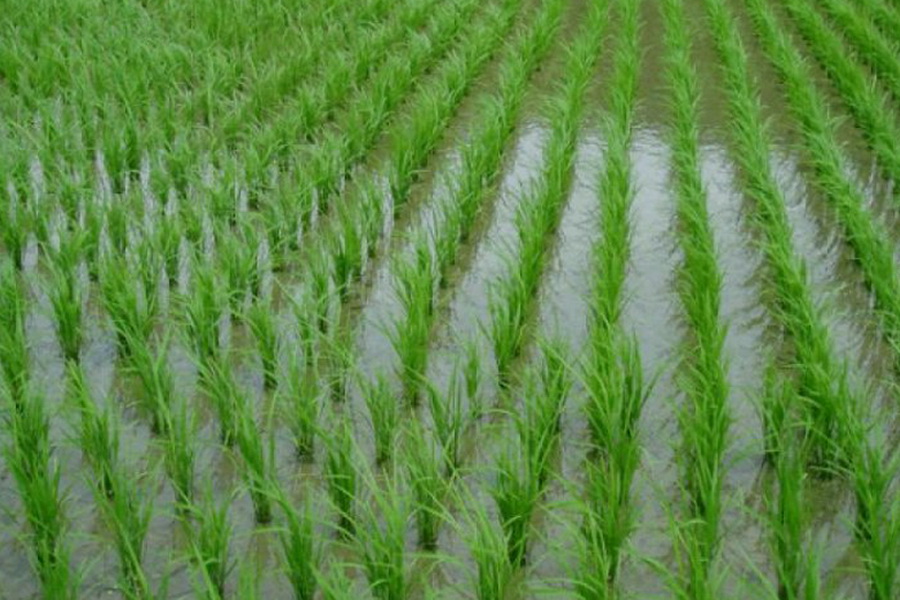 В Кызылорде планируют выращивать рис по японской технологии