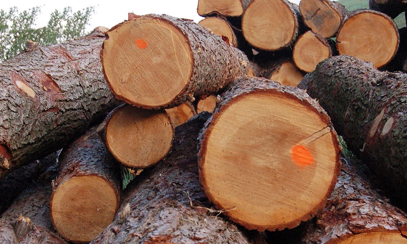 Селезащитная плотина на реке Хоргос будет построена из древесины Жаркентского лесного хозяйства  