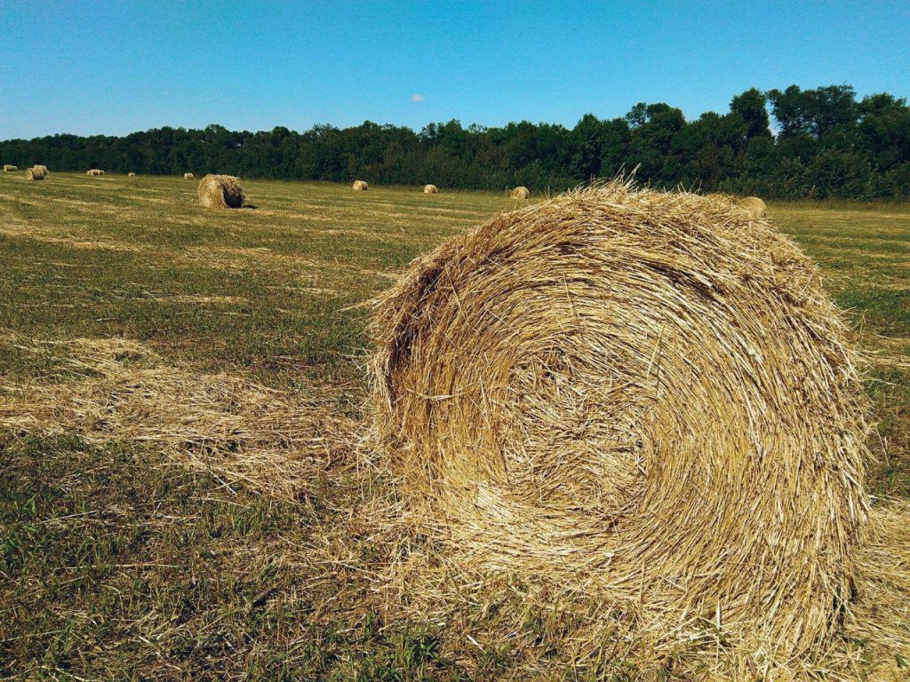 Карагандинские фермеры отправили сено в соседние регионы  