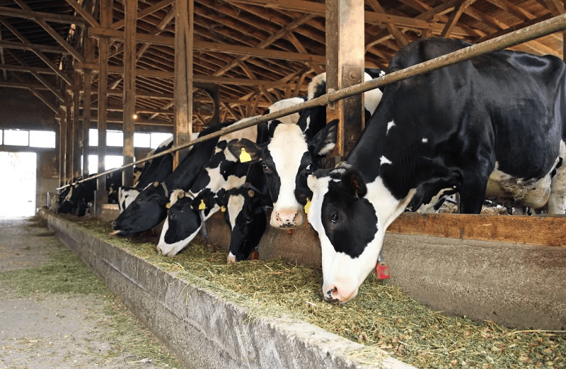 Молочно-товарную ферму намерены ввести в Алматинской области  