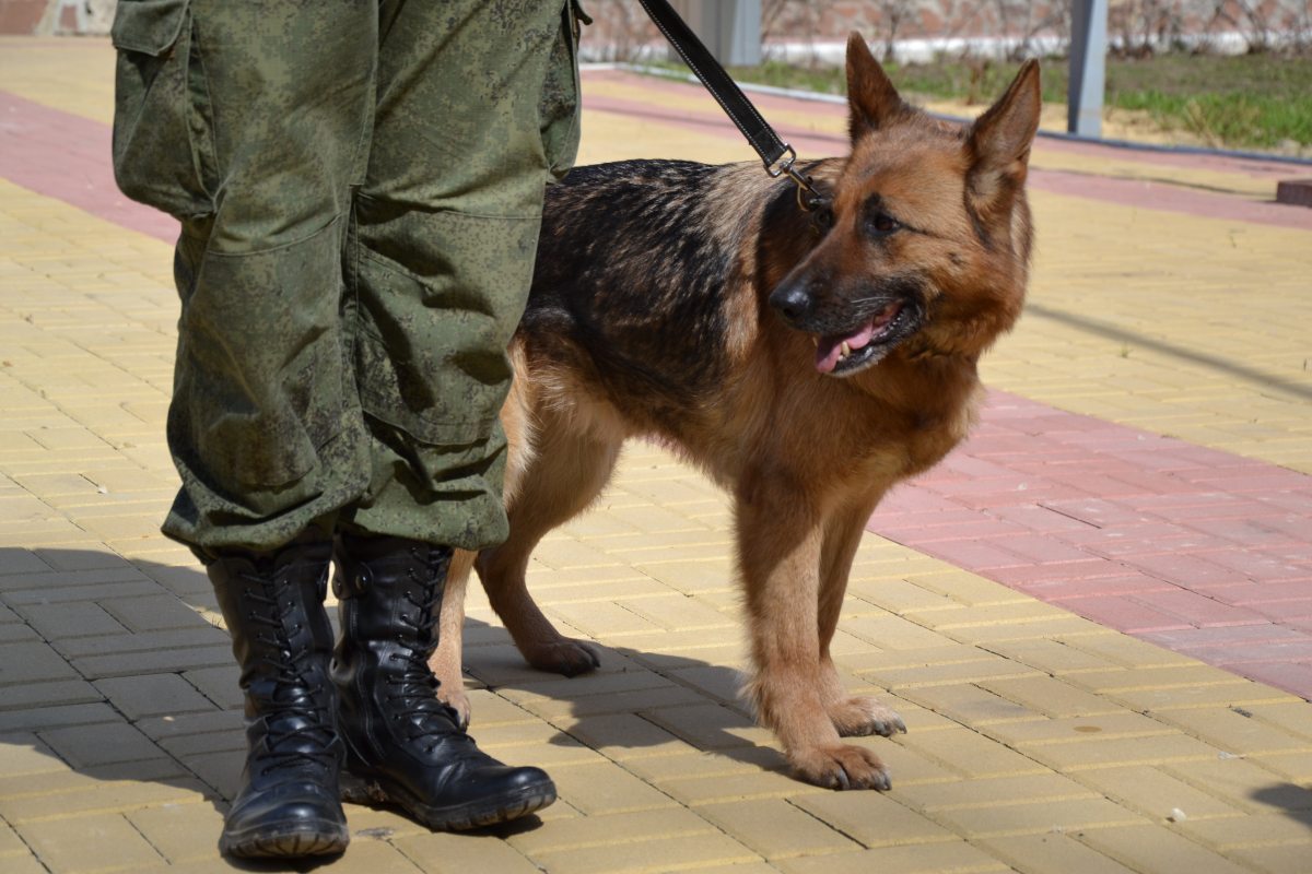 Сколько в Акмолинской области раскрыли преступлений собаки 