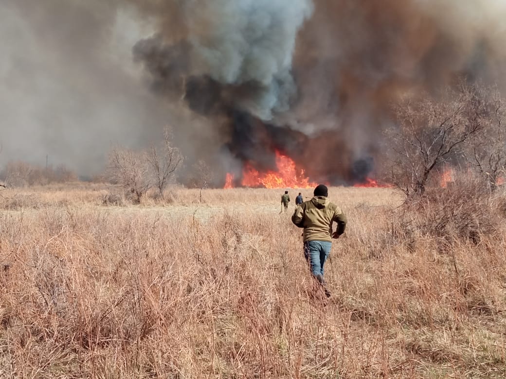 В Алматинской области произошли два лесных пожара
