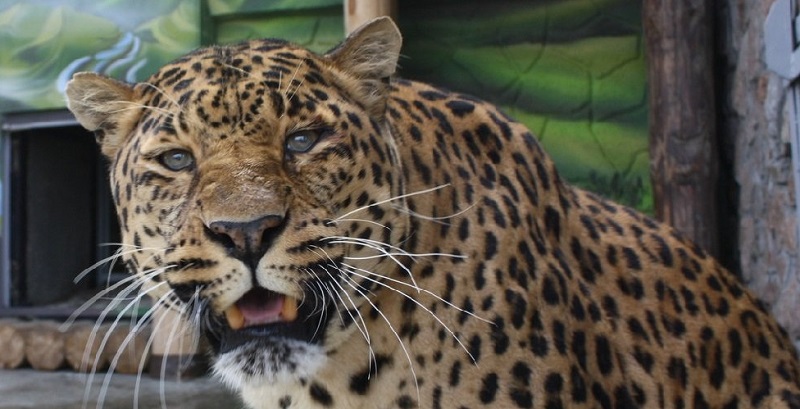 В Алматинском зоопарке усыпили леопарда  