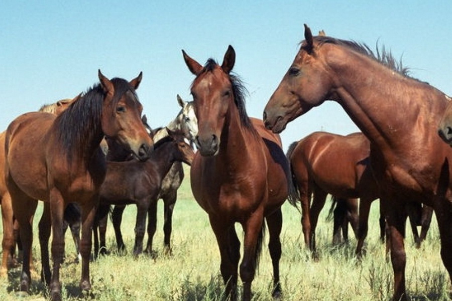 На каком месте находится Казахстан по численности лошадей  
