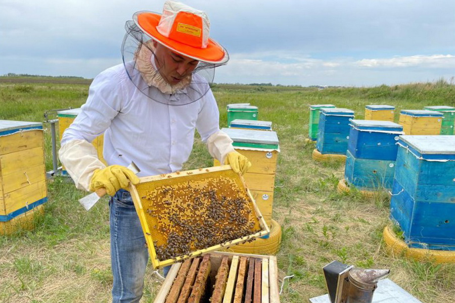 Казахстанские ученые разработали биодобавки для пчел