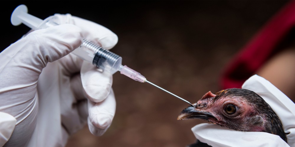 Құс тұмауы: республикалық қордан 1,4 млн доза вакцина бөлінді
