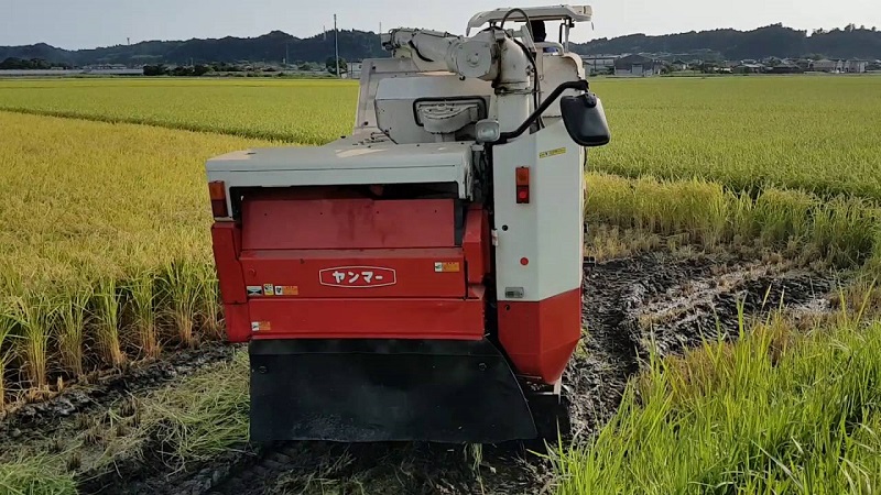 Уборка риса началась в Кызылординской области  