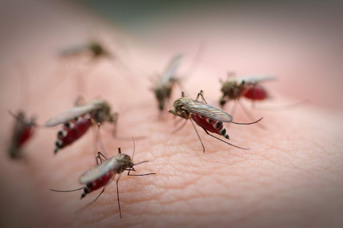 На нашествие комаров жалуются жители Атырау