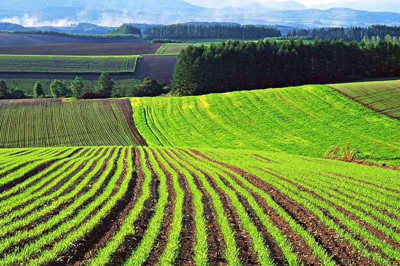 В Павлодарской области в 2019 году вовлекут в сельхозоборот более полумиллиона гектаров земли 