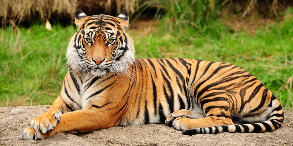 Всемирный фонд дикой природы рассказал, когда появятся тигры в Казахстане 