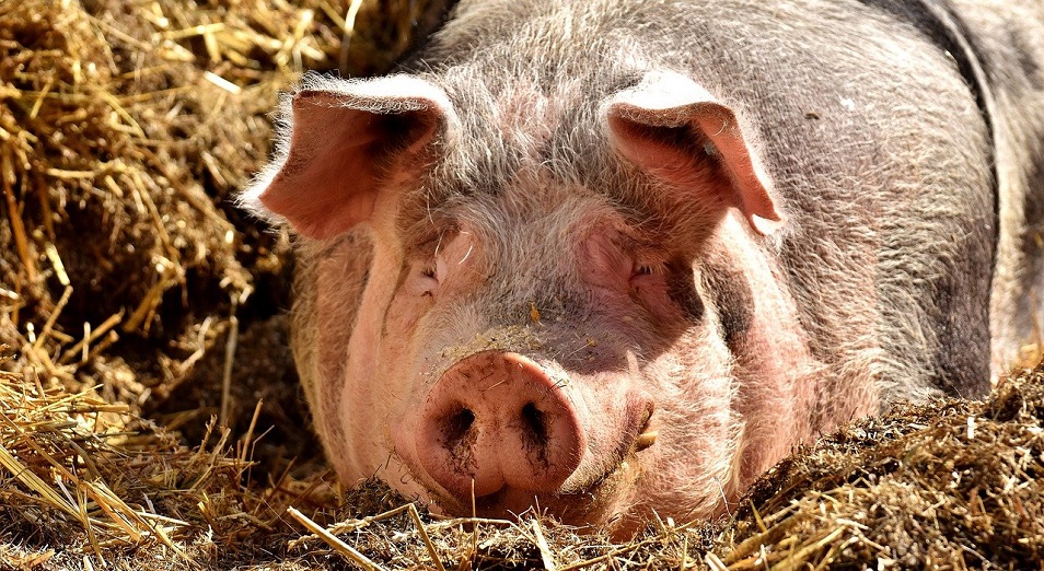 Судом ограничена деятельность свиноводческого комплекса в Актобе 