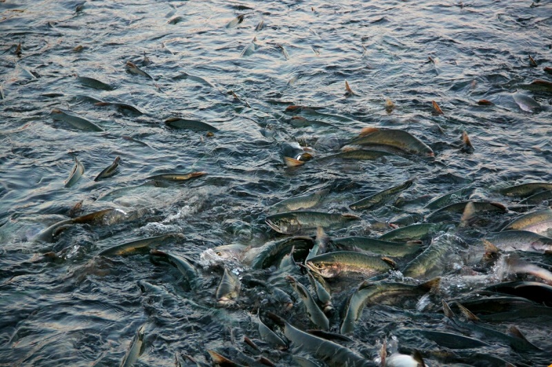 Почти миллион тенге штрафов выписали в Павлодарской области за незаконную рыбалку  