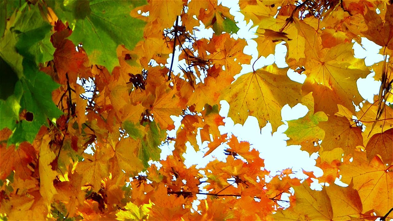 Почему пожелтели листья на деревьях в промышленной зоне Усть-Каменогорска  