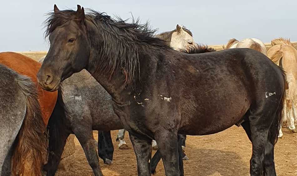 26 лошадей целыми и невредимыми вернули хозяевам сотрудники ДП ЗКО