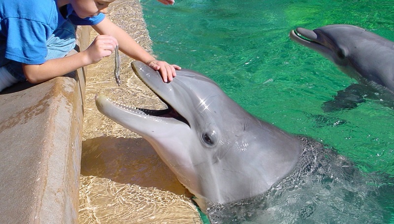 Казахстанские дети с заболеваниями ЦНС могут остаться без уникальной терапии с дельфинами  