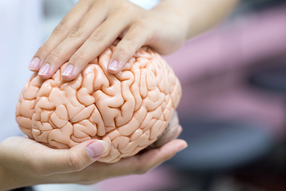 Почему уменьшился мозг современного человека, выяснили ученые