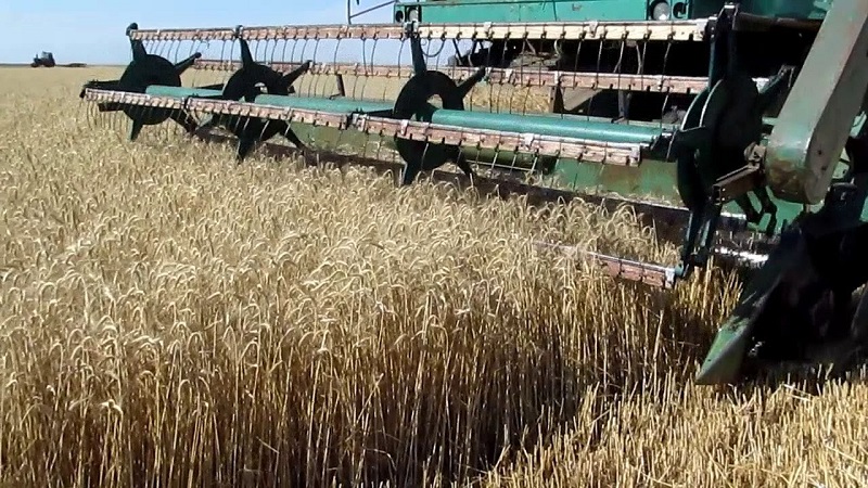 Уборку зерновых возобновили в Костанайской области  