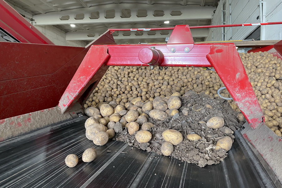 Когда Казахстан начнет экспортировать семена картофеля 