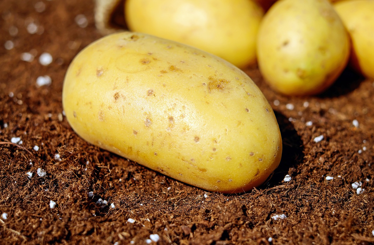«Золотой» картофель. Кто виноват в дефиците?