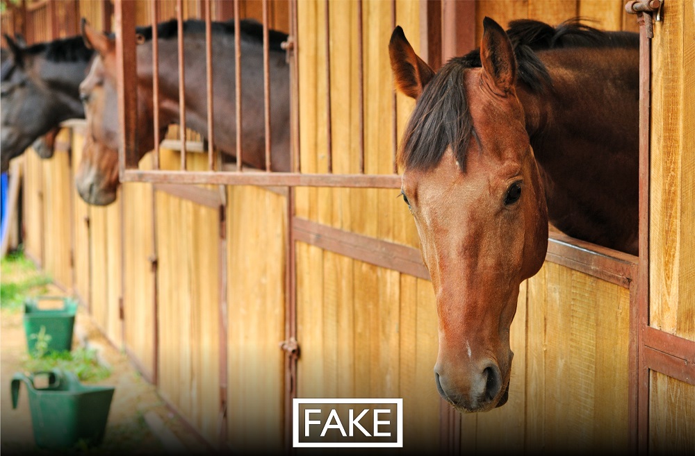 Сообщения о продаже мяса заболевших лошадей из Кыргызстана – фейк