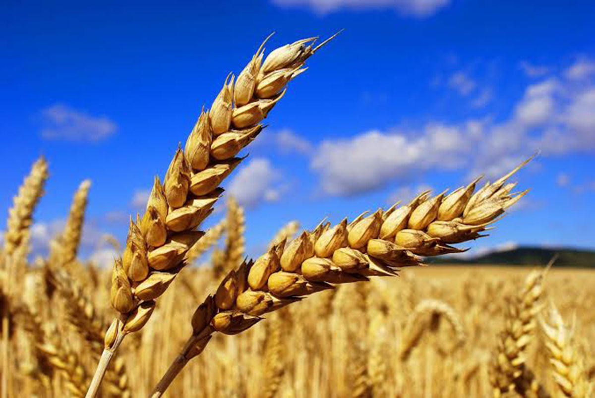 Из-за засухи костанайские хлеборобы теряют в урожае зерна