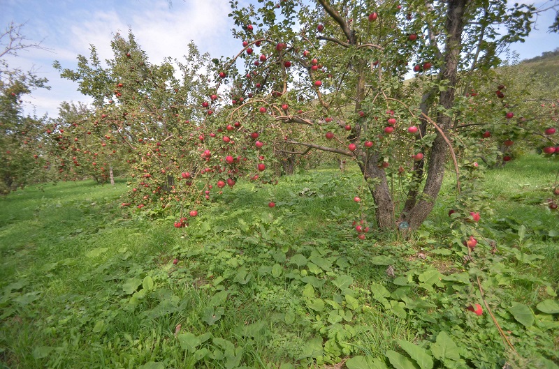 В Алматинской области намерены разбить сады на 1000 га  