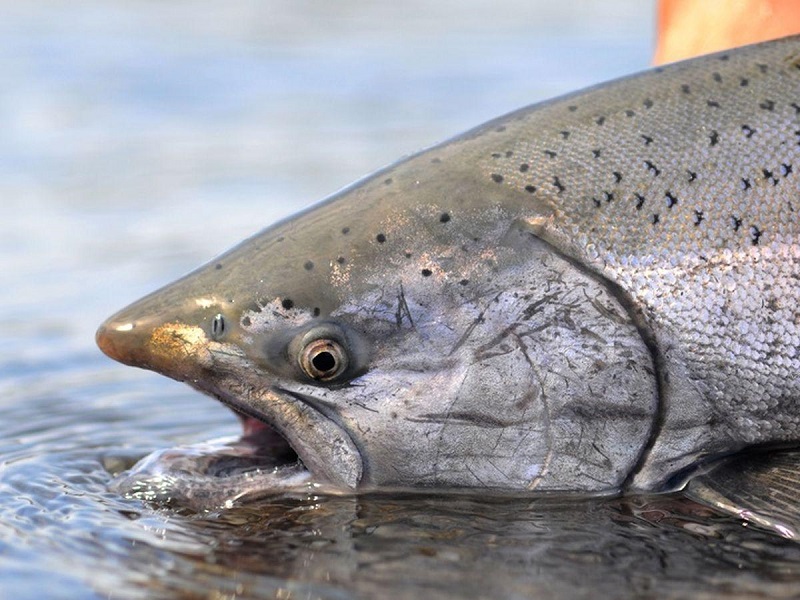 Казахстан мог бы увеличить экспорт рыбы в 10 раз  